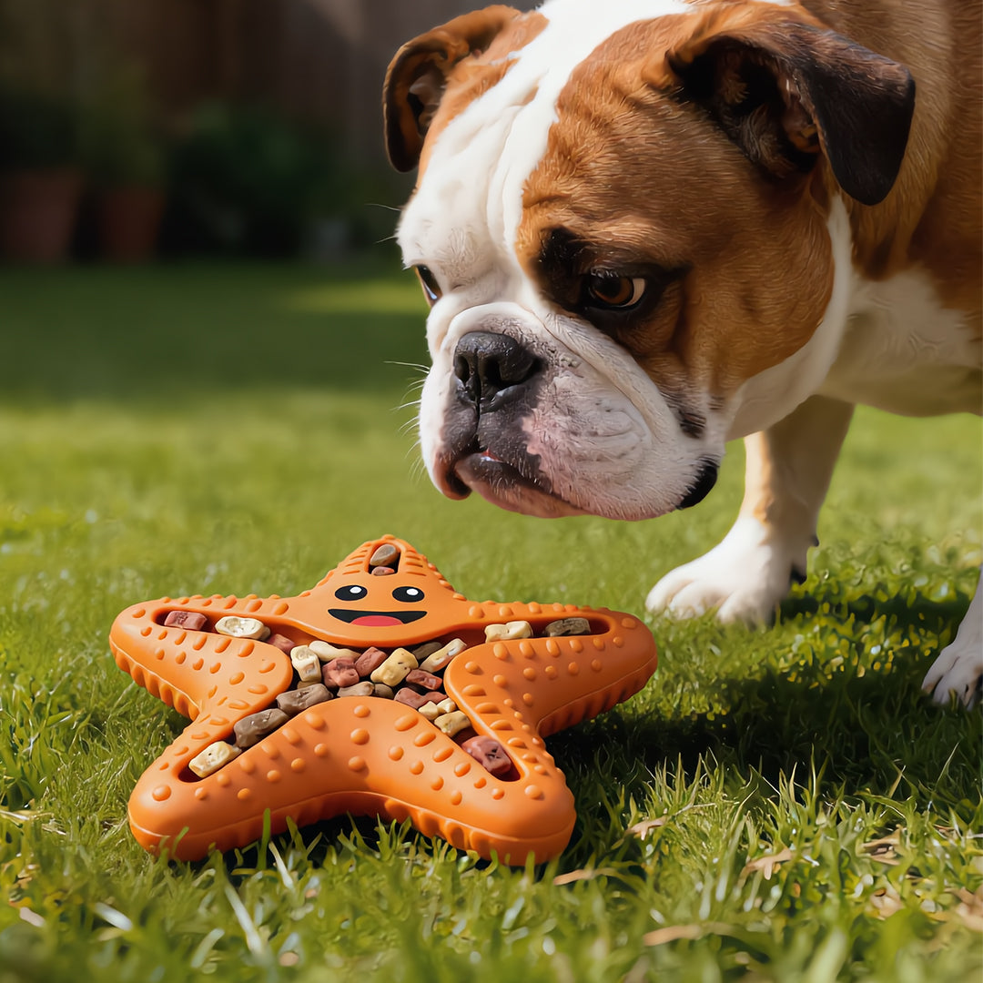 Starfish Snack Seeker